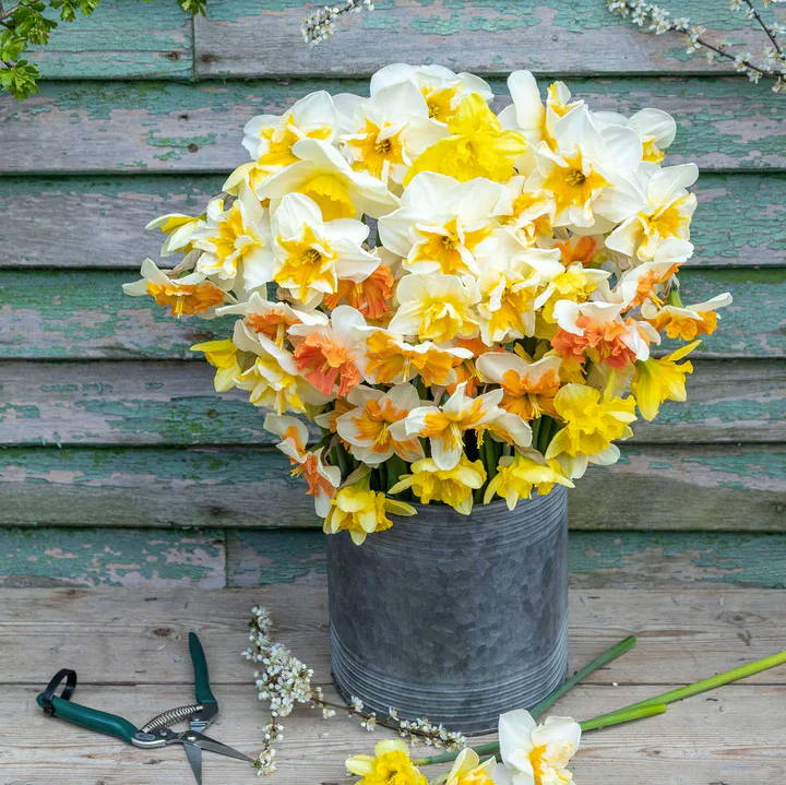 daffodils in a metal pail