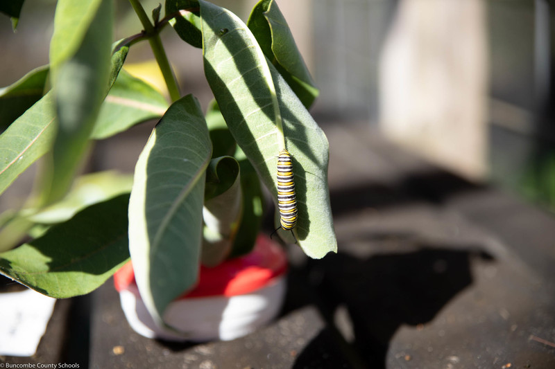 Caterpillar in the Butterfly house.