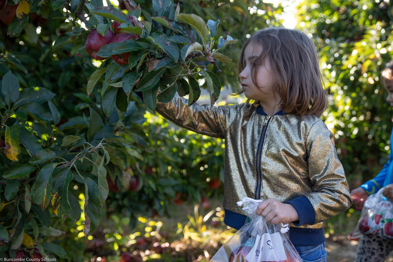 Picking apples off the tree