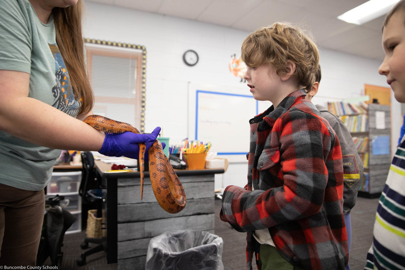 Student looking at the corn snake.